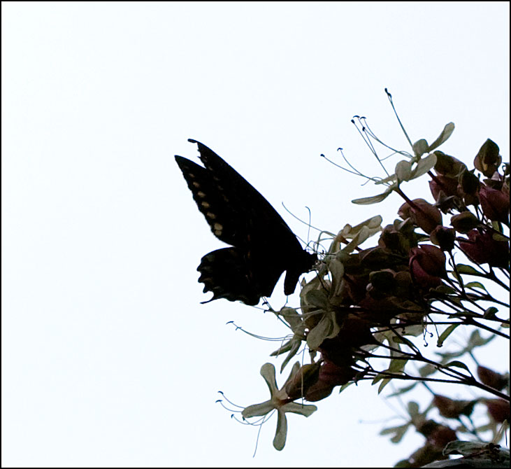 butterfly_black02.jpg